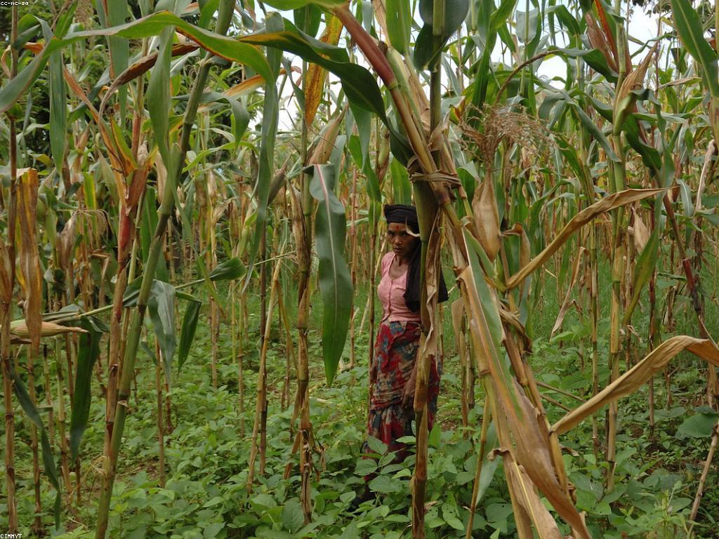 ការពិចារណា និងមតិសូមរួមចំណែក